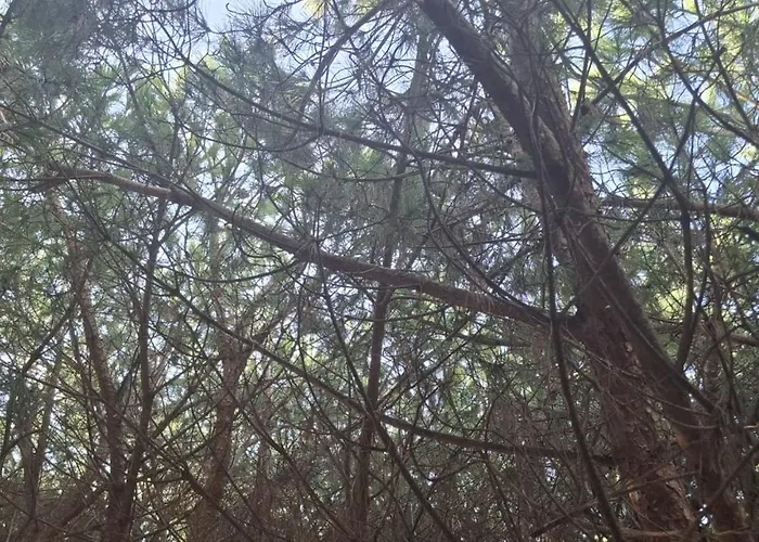 Pine APARTMENT
