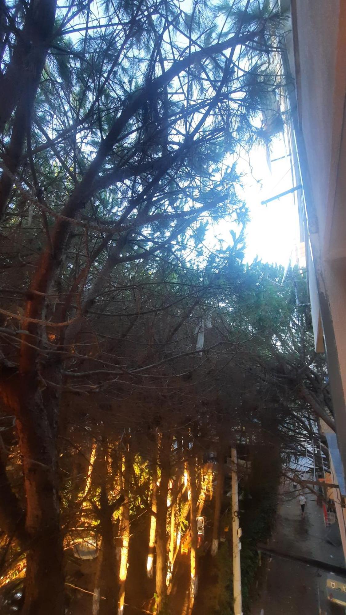 Pine 2 1 * Golem (Tirana)